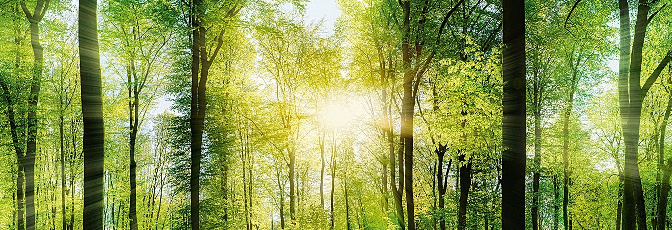 Sonne scheint im Wald durch Bäume in die Kamera